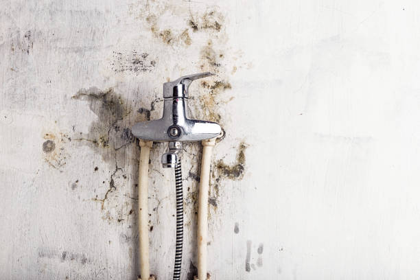 Best Home Mold Removal  in Harris Hill, NY