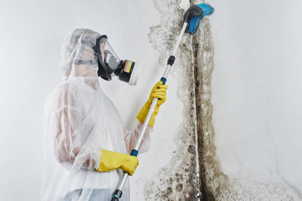 Mold Testing and Removal in Harris Hill, NY