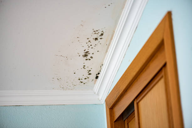 Trusted Harris Hill, NY Mold Removal Experts