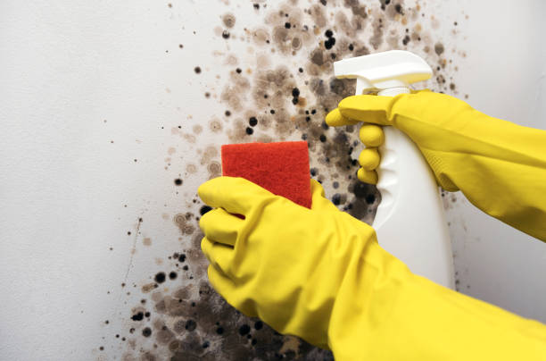 Home Mold Removal in Harris Hill, NY