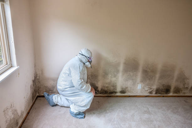 Best Mold Testing  in Harris Hill, NY