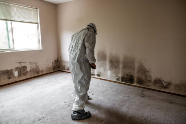 Best Residential Mold Removal  in Harris Hill, NY