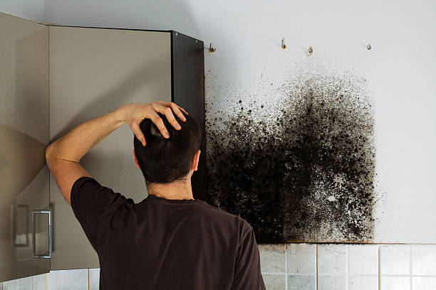 Best Best Mold Removal Companies  in Harris Hill, NY