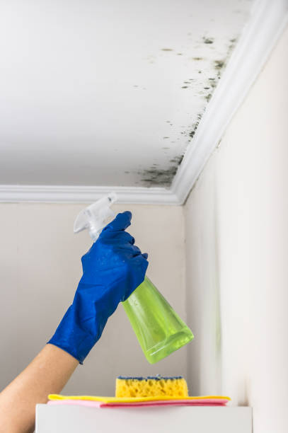 Best Affordable Mold Removal  in Harris Hill, NY